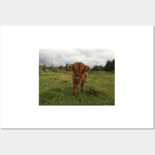 Scottish Highland Cattle Calf 1539 Posters and Art